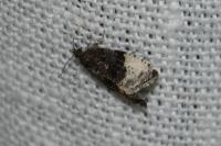 Hedya pruniana