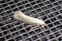 Elachista argentella