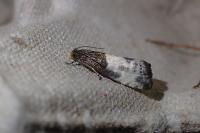 Notocelia cynosbatella