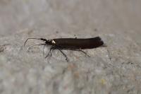Coleophora