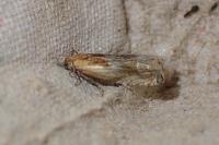 Eucosma