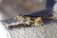 Celypha lacunana