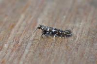 Parectopa ononidis