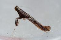 Caloptilia