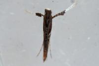 Caloptilia