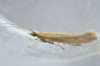 Plutella xylostella