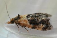Phtheochroa purpuratella