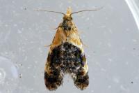 Phtheochroa purpuratella
