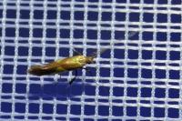 Caloptilia robustella
