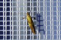 Caloptilia robustella