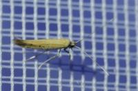 Aspilapteryx tringipennella