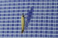 Aspilapteryx tringipennella
