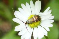 Adela australis