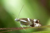 Millieria dolosalis