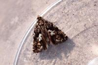 Pammene argyrana