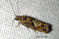 Epinotia immundana