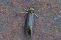 Lampronia fuscatella