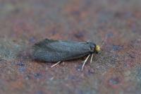 Lampronia fuscatella