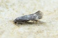 Elachista subnigrella