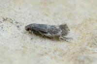 Elachista subnigrella