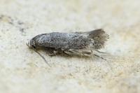 Elachista subnigrella