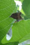 Choreutis nemorana