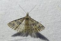 Alucita hexadactyla
