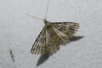 Alucita hexadactyla