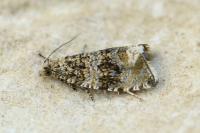 Celypha lacunana