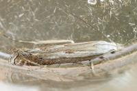 Isophrictis