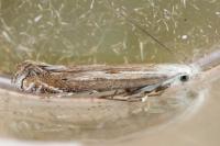Isophrictis