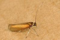 Roeslerstammia erxlebella