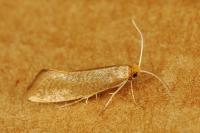 Nematopogon swammerdamella