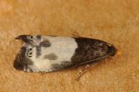 Notocelia cynosbatella