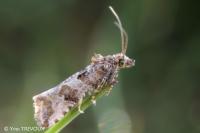 Lobesia littoralis
