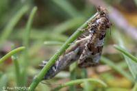 Lobesia littoralis
