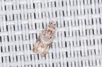 Lobesia botrana