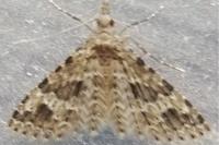 Alucita hexadactyla/bidentata