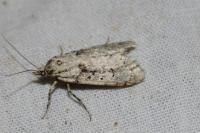 Diurnea fagella