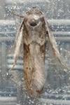 Blastobasis glandulella