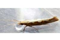 Plutella xylostella