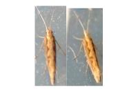 Plutella xylostella