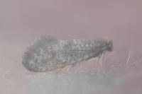 Taleporia defoliella