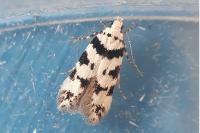 Pseudotelphusa scalella