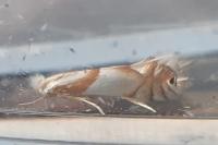 Phyllonorycter roboris