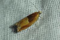 Ancylis mitterbacheriana