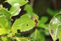 Bucculatrix alaternella