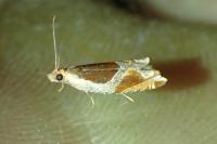 Ancylis unculana