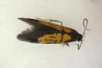 Schiffermuelleria schaefferella