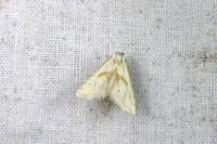 Cochylimorpha straminea